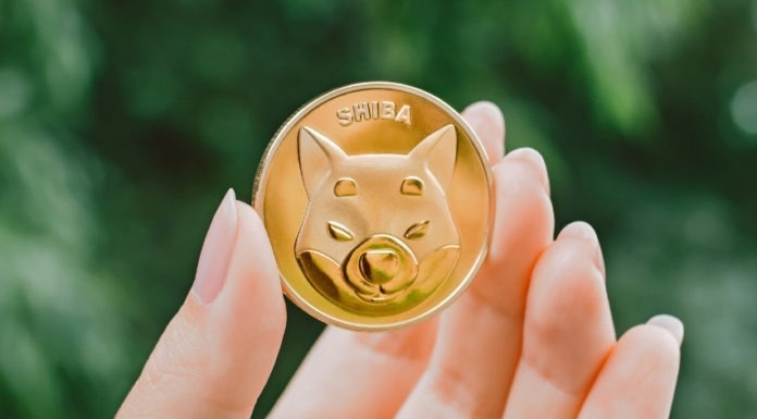 Ca voi Ethereum dang bat day Shiba Inu hinh anh