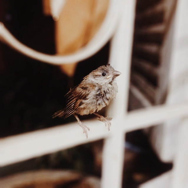 Mua thu o Hue anh 12