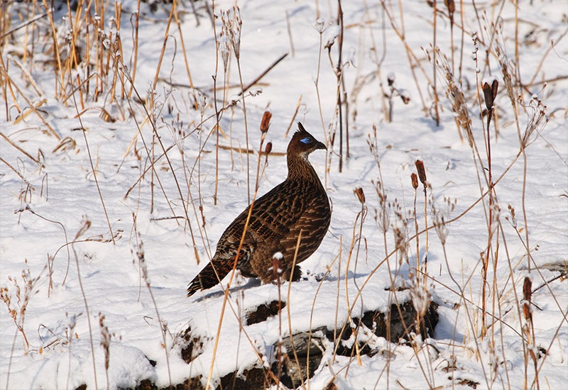 Bhutan ảnh 12 Bhutan anh 12