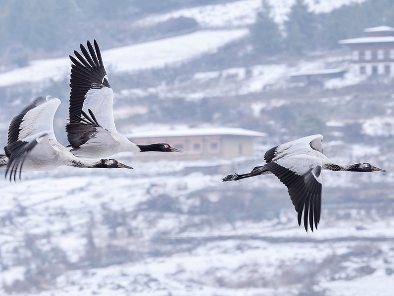 Bhutan ảnh 9 Bhutan anh 9