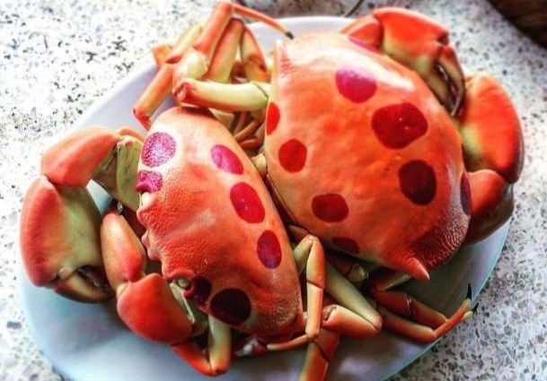 Cua mat trang la dac san cua huyen dao nao? hinh anh