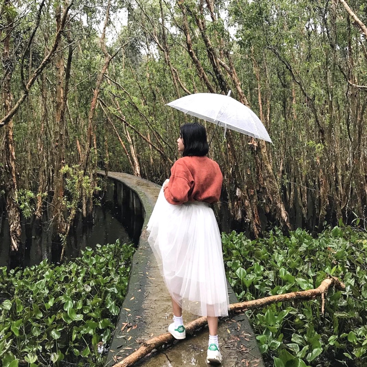 Rừng nguyên sinh miền Tây ảnh 6 Rung nguyen sinh mien Tay anh 6