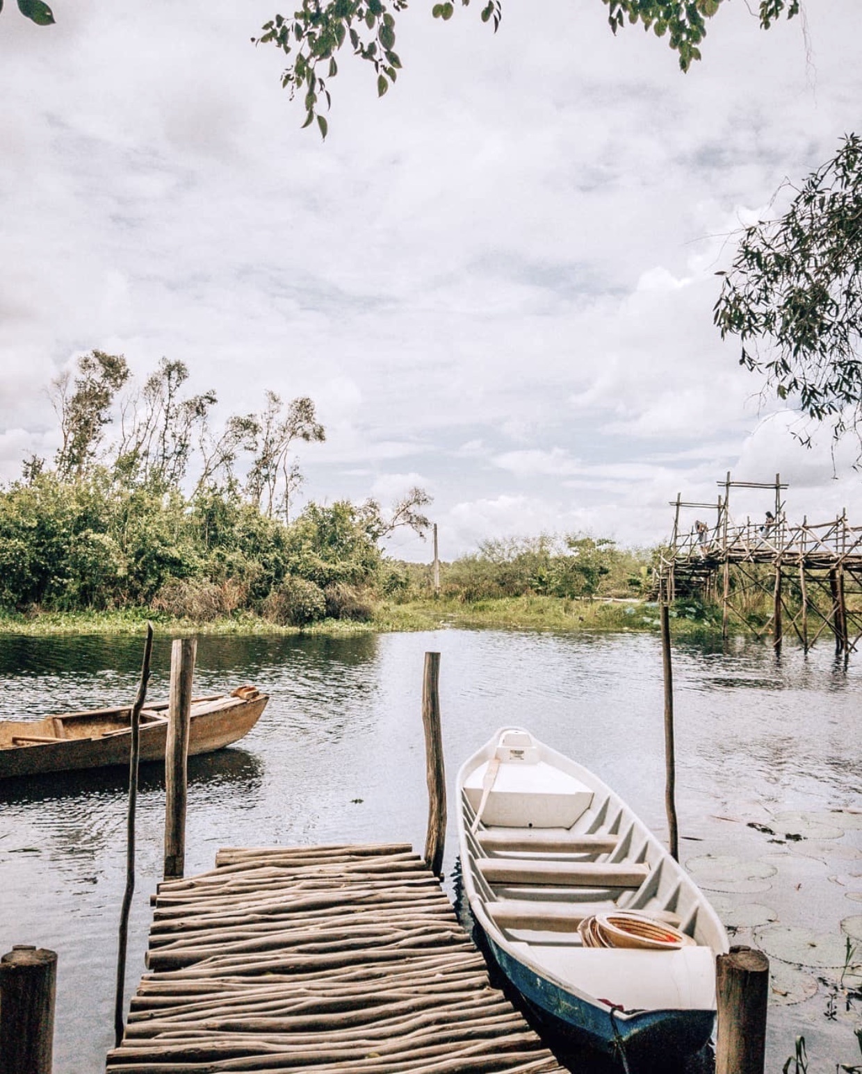 Rừng nguyên sinh miền Tây ảnh 4 Rung nguyen sinh mien Tay anh 4