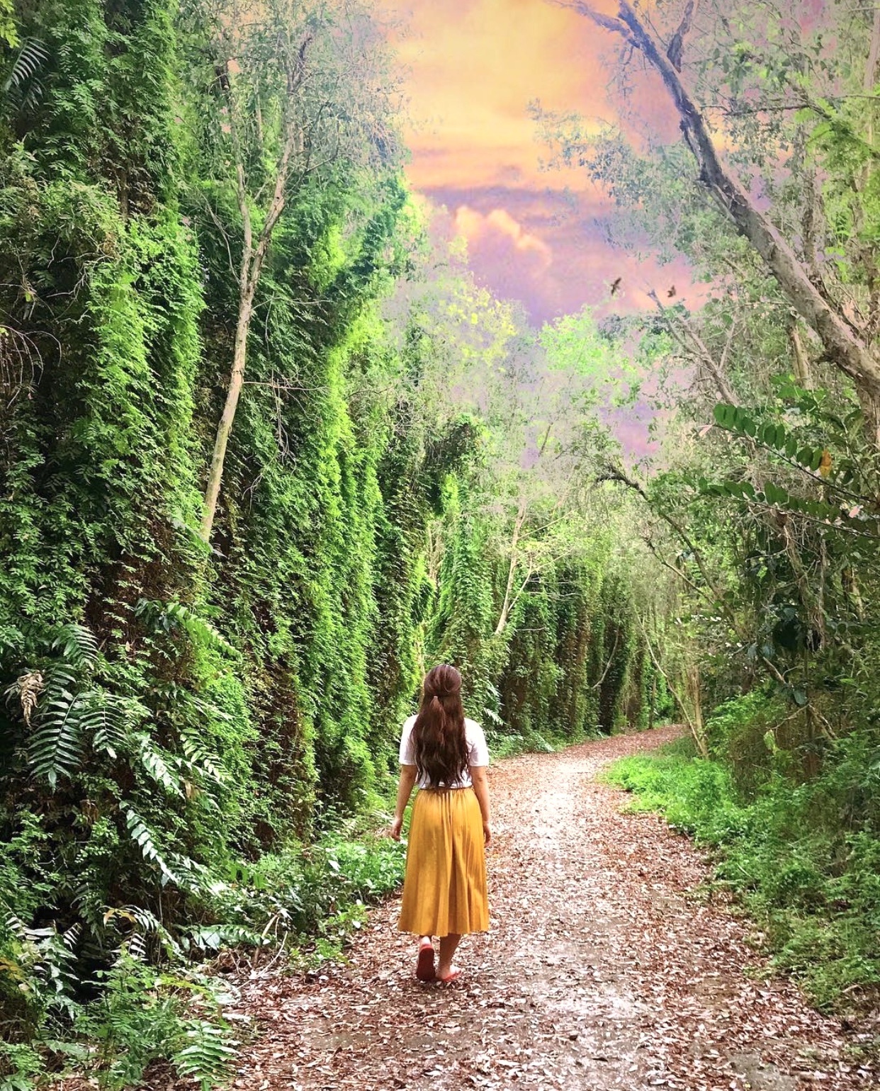 Rừng nguyên sinh miền Tây ảnh 8 Rung nguyen sinh mien Tay anh 8