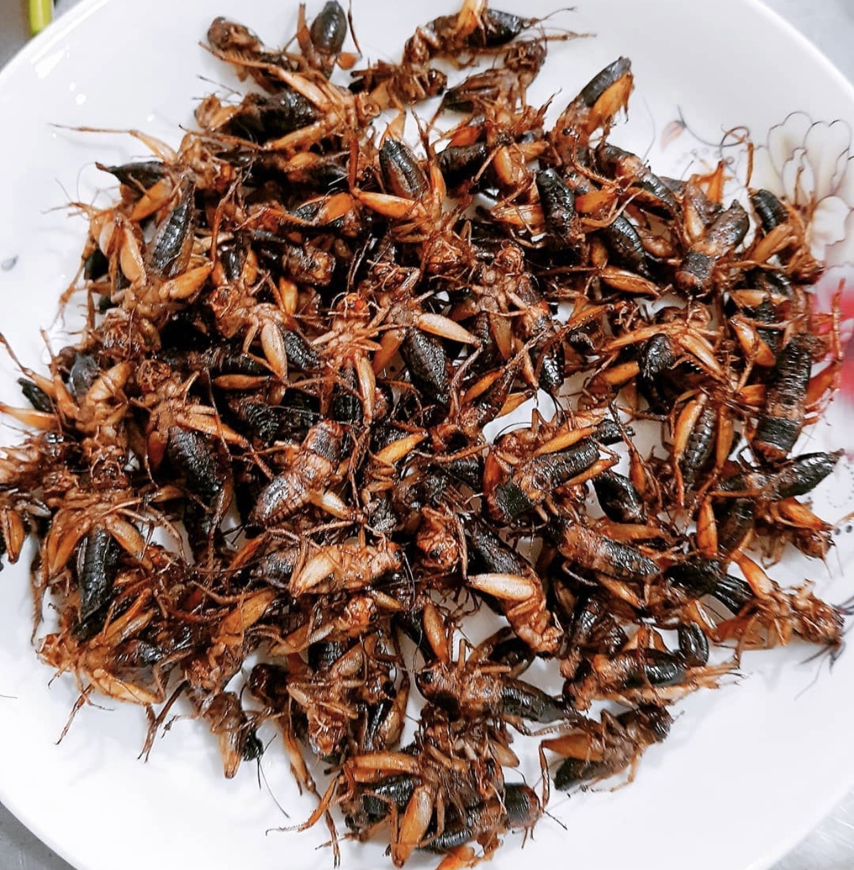 Mon chien an vat anh 6