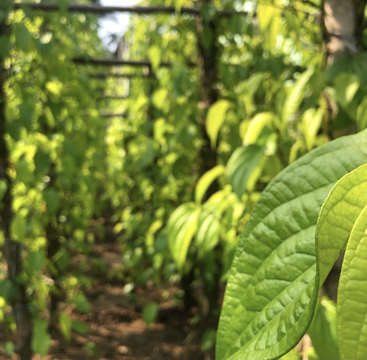 Diem den noi tieng mien Tay anh 2