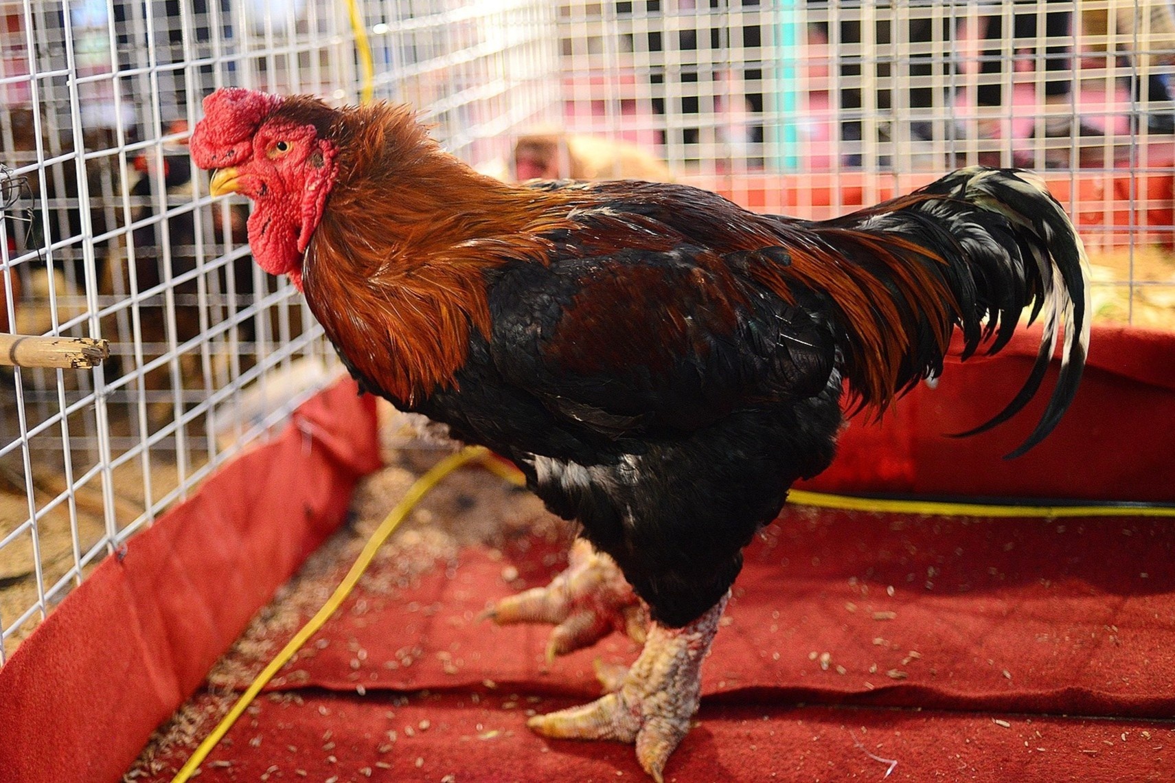 Cac dac san o Viet Nam dip Tet hinh anh