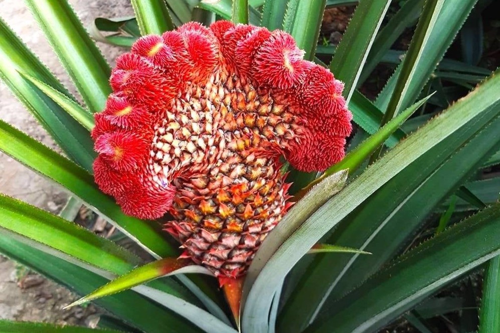 Dac san trai cay duoc nguoi Viet chung dip Tet hinh anh