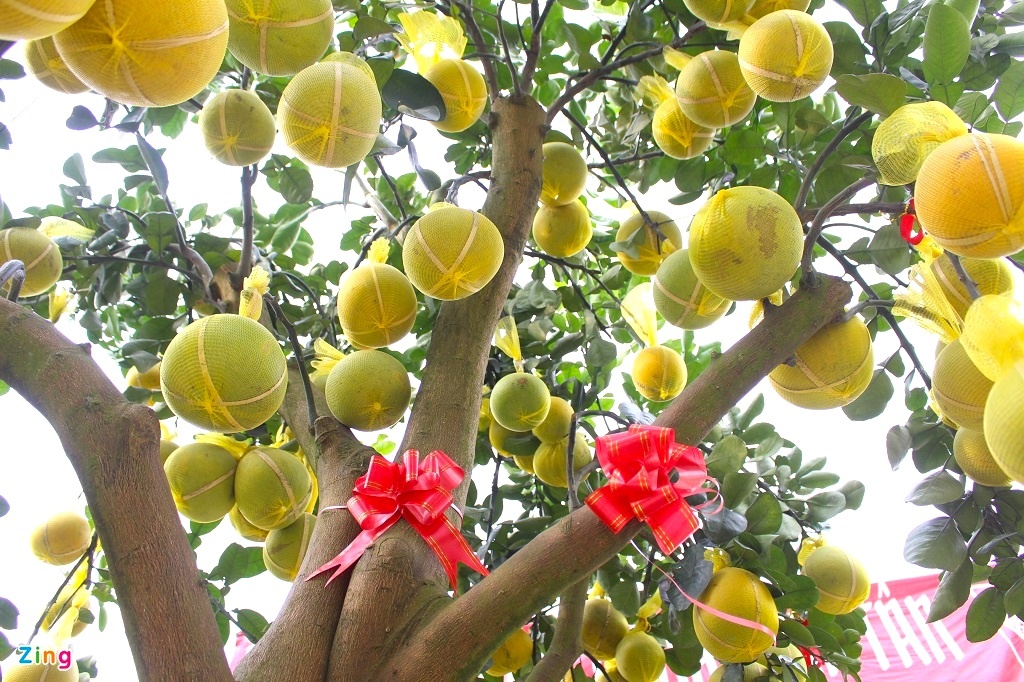 Mam ngu qua ngay Tet anh 4