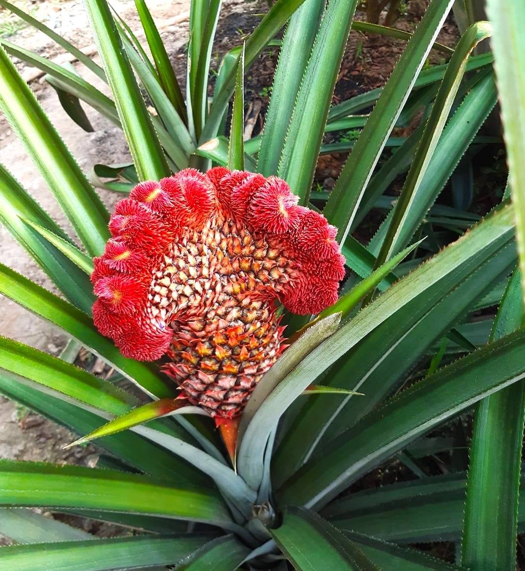 Mam ngu qua ngay Tet anh 7