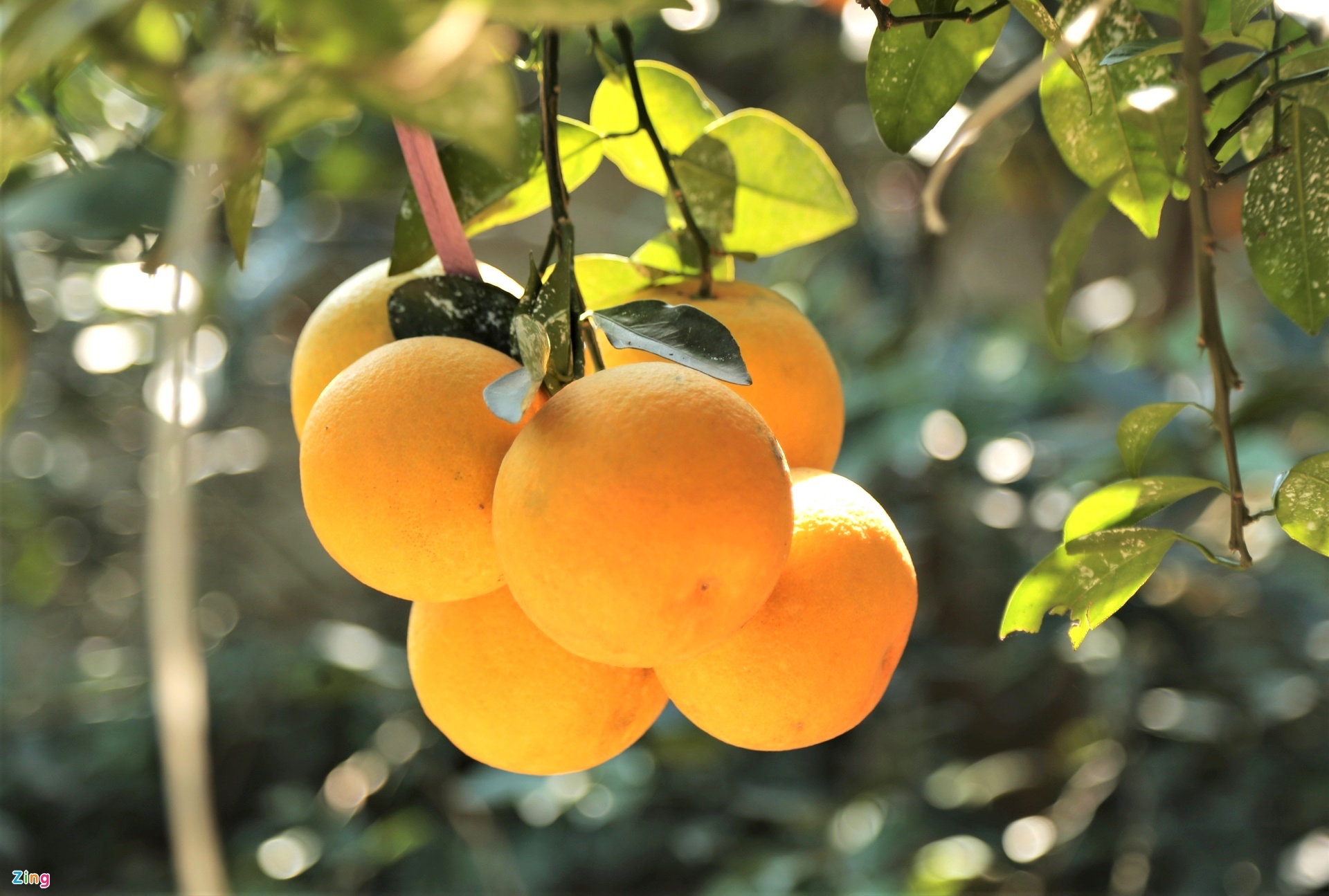 Mam ngu qua ngay Tet anh 2