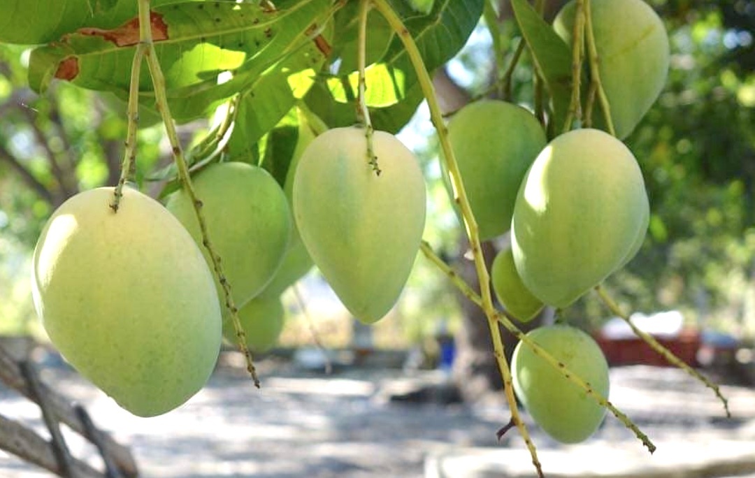 Dac san Khanh Hoa anh 3