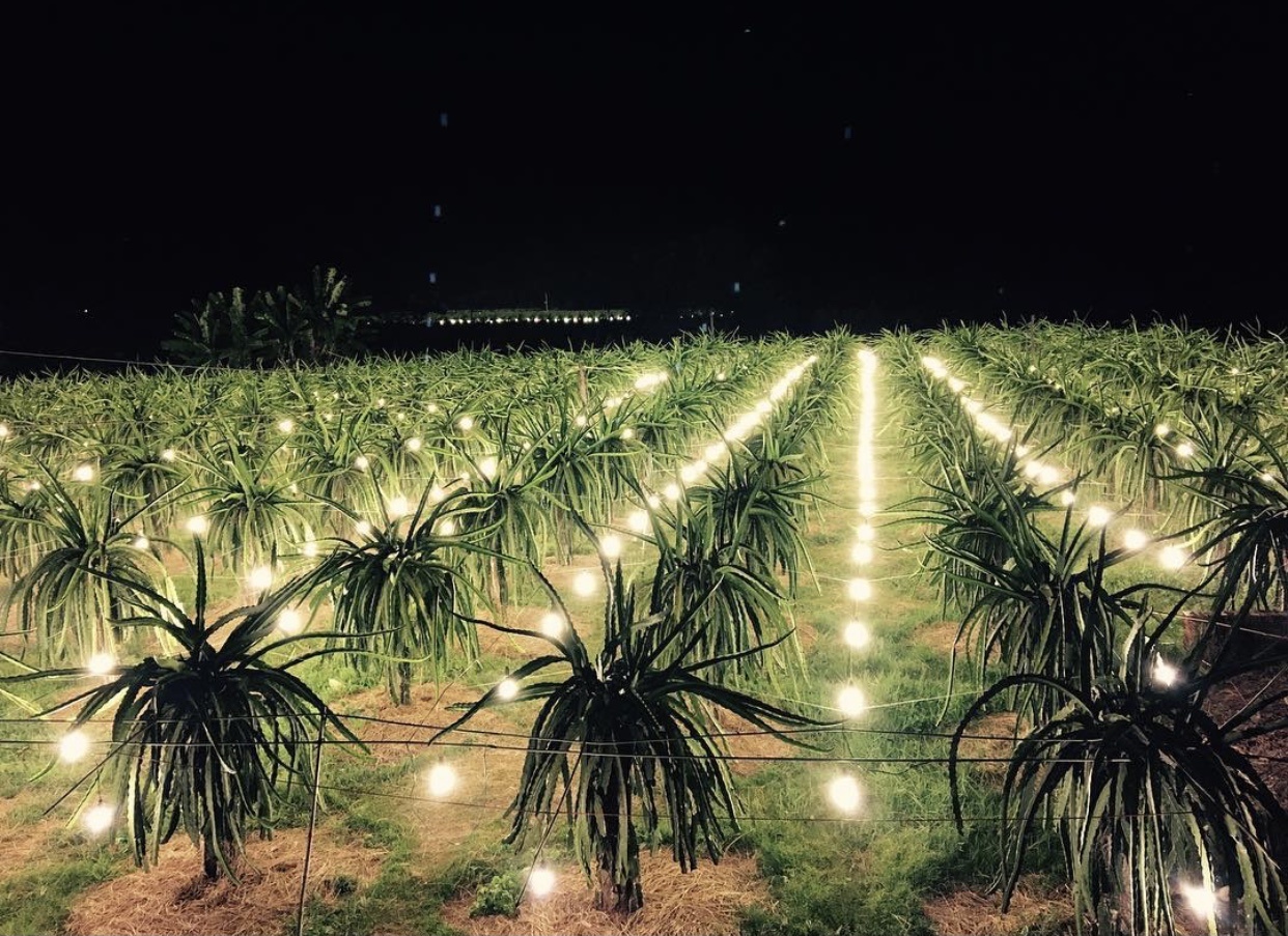 Du lich Binh Thuan anh 5