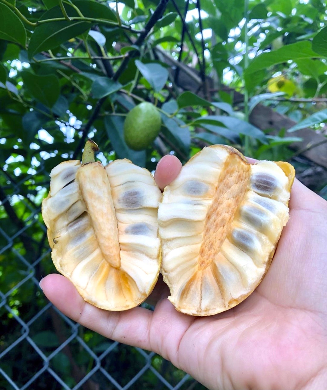 Am thuc mien Tay anh 2