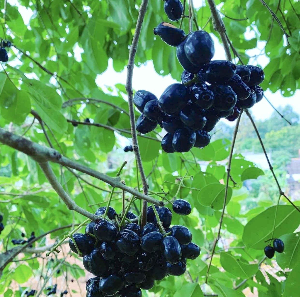 Am thuc mien Tay anh 4