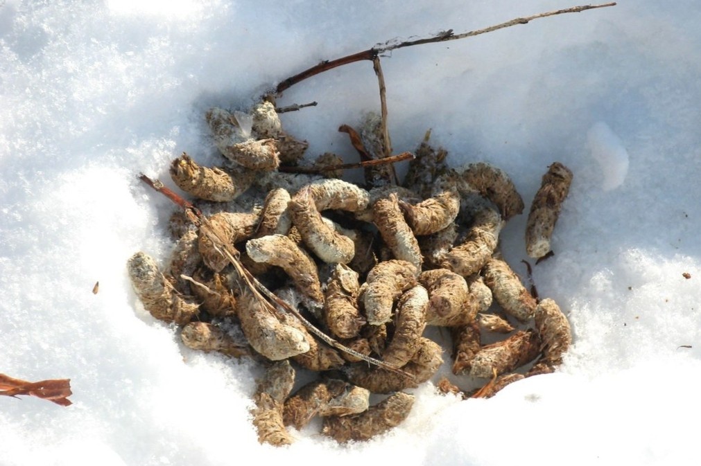 Mon an tu chat thai thach thuc tin do am thuc hinh anh