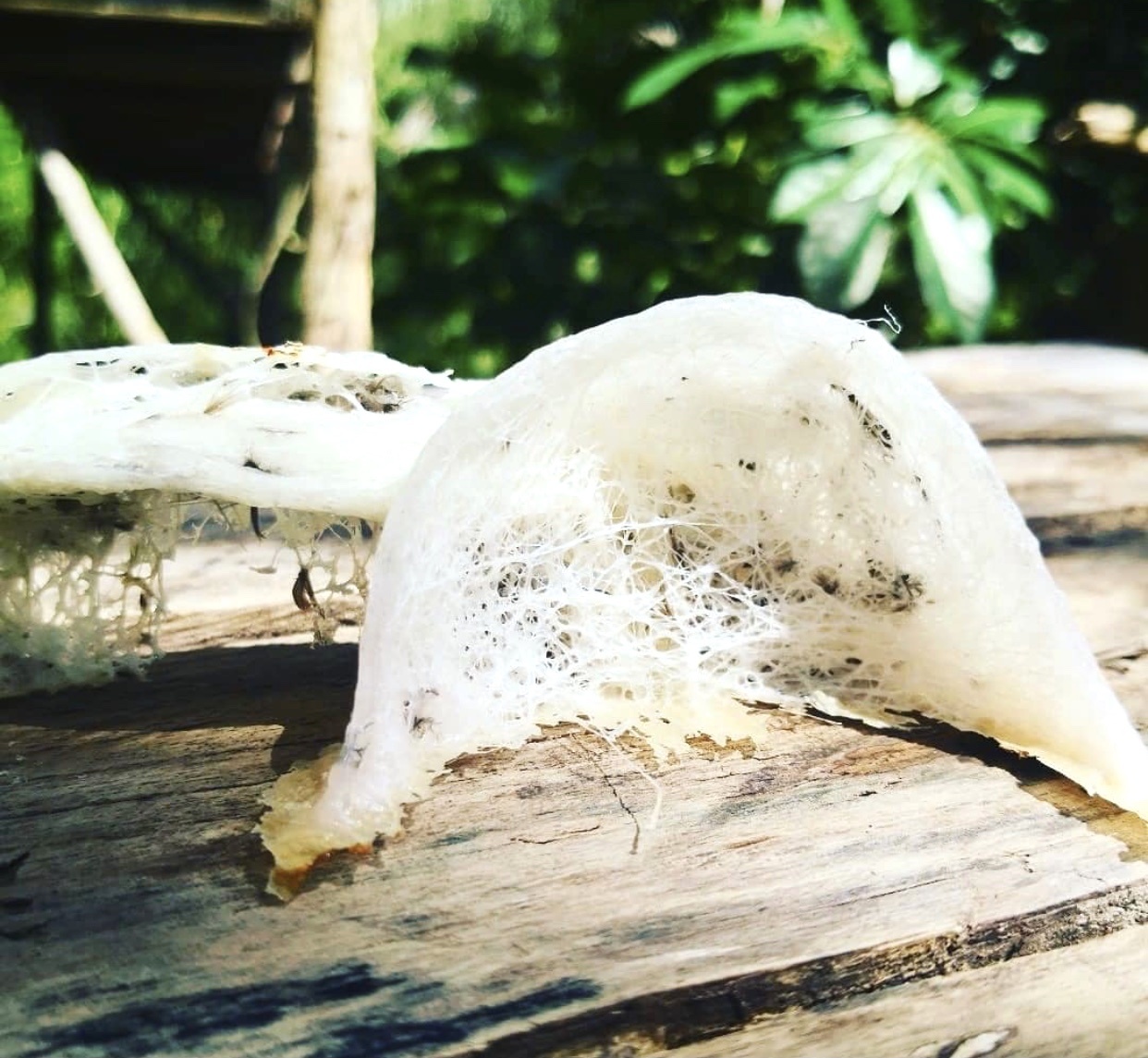 Những món ăn "kinh dị" ảnh 4 Nhung mon an "kinh di" anh 4