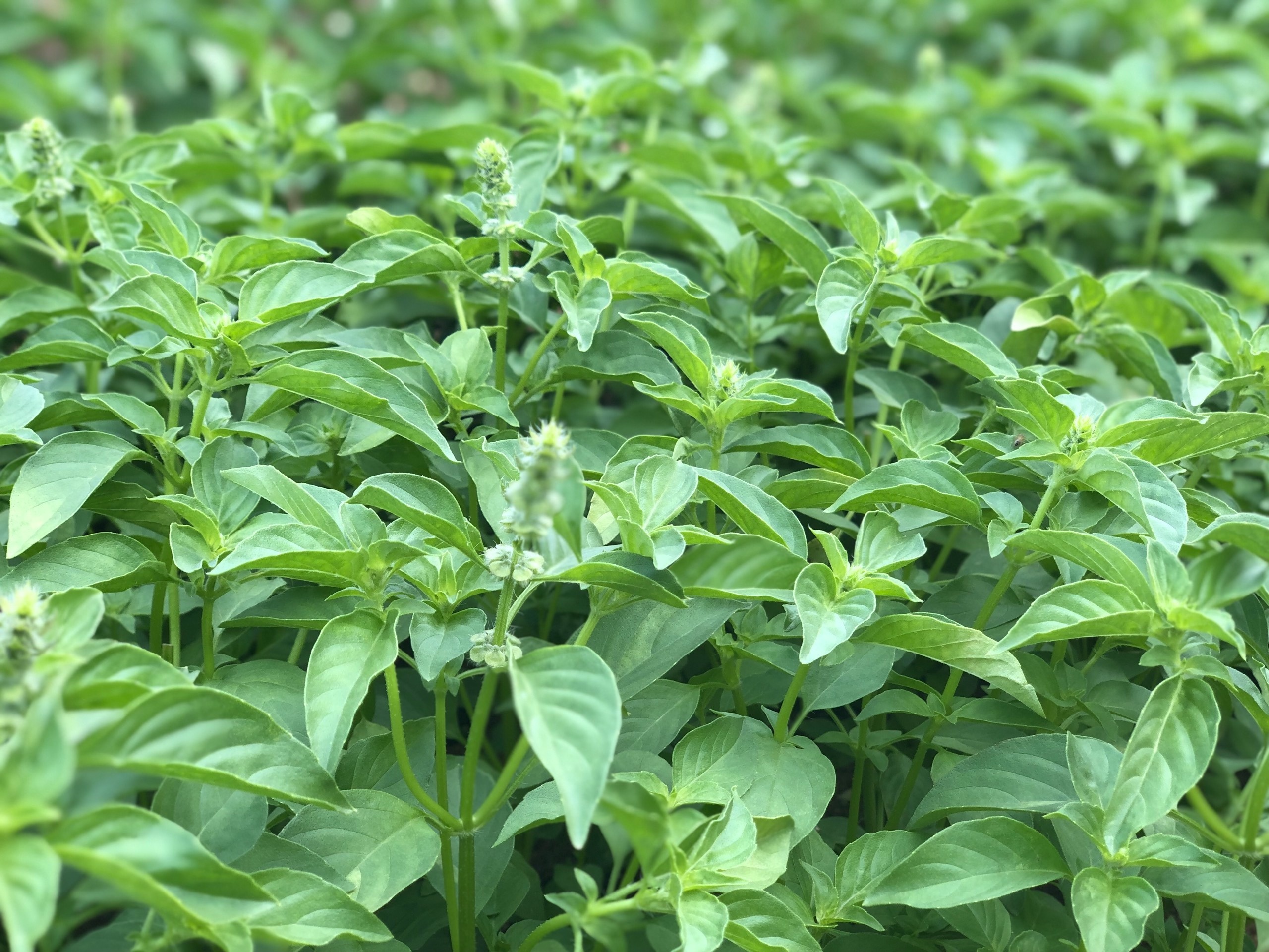 Mon ngon Da Lat anh 5