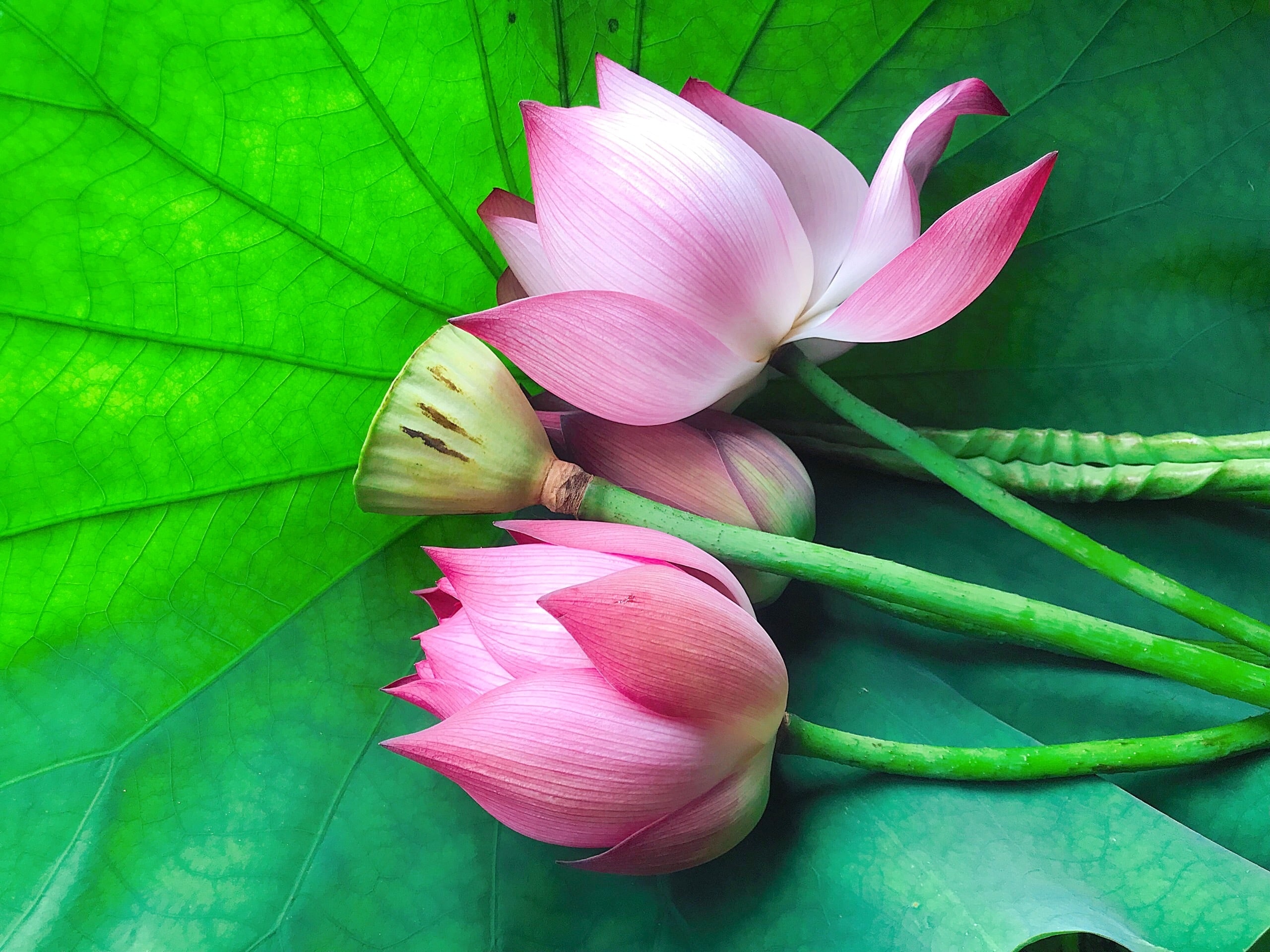 Cong thuc mon ngon tu sen anh 1