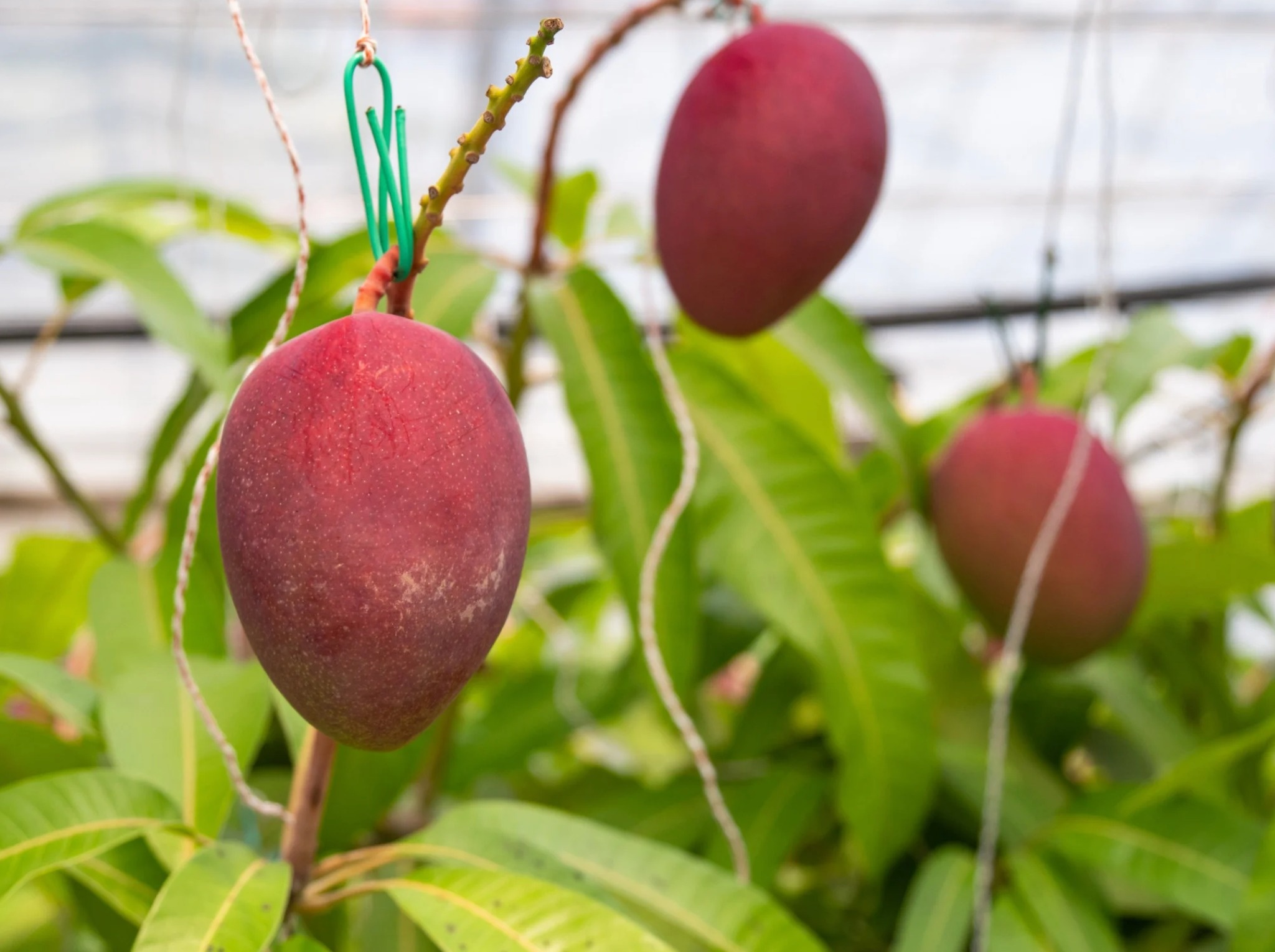 Thuc pham dat do anh 2