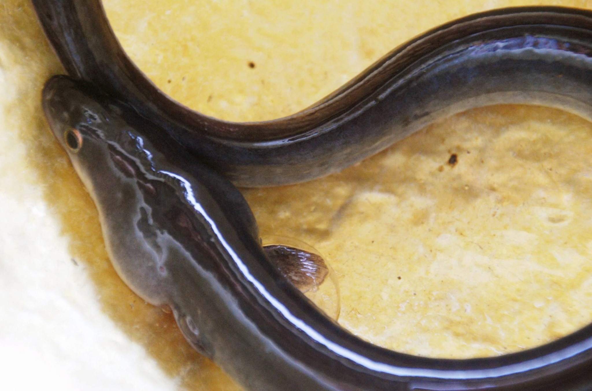 Thuc pham dat do anh 1