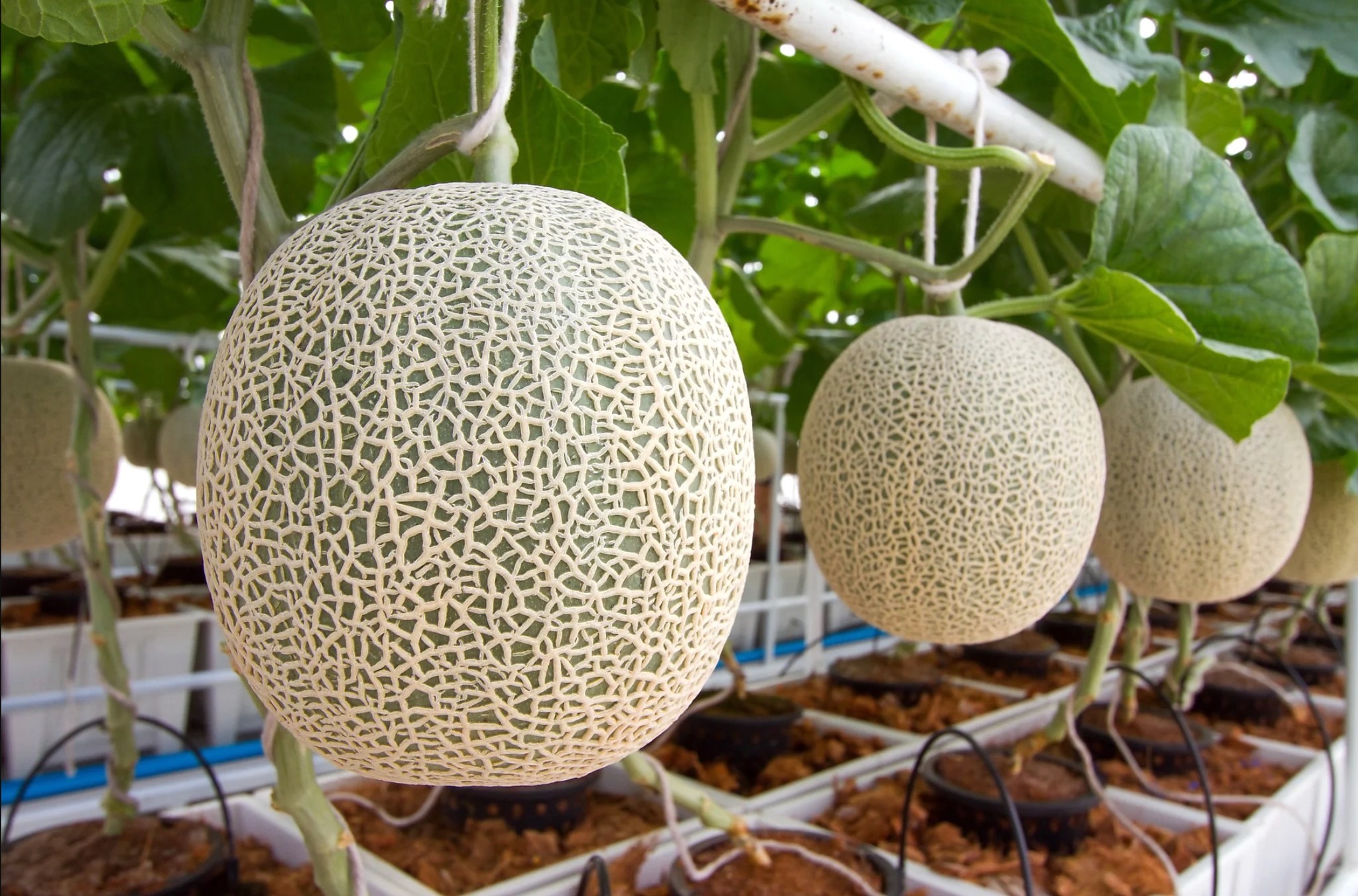 Thuc pham dat do anh 5