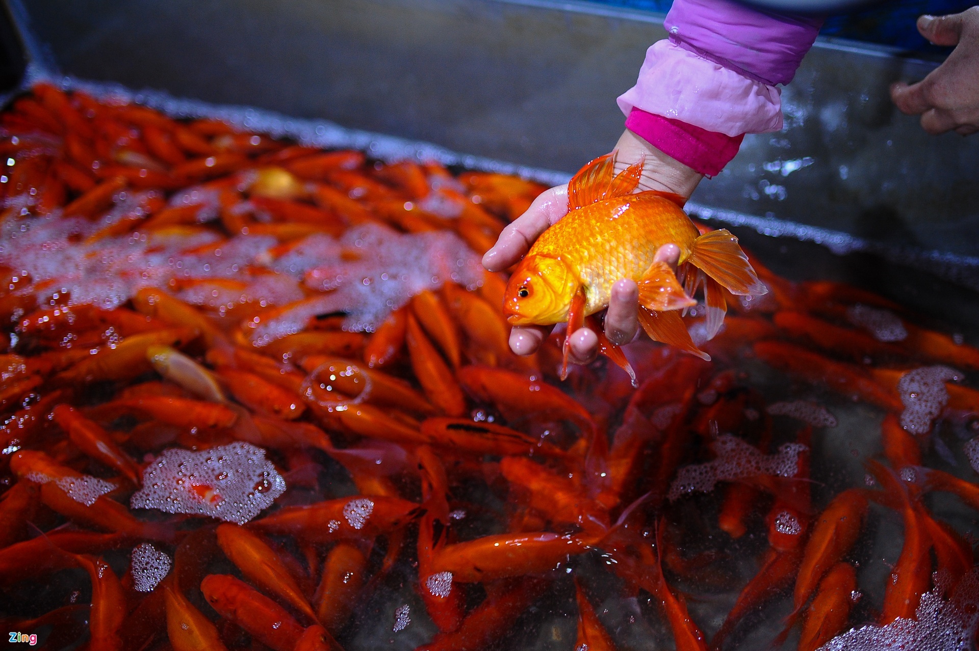 Cung ong Cong ong Tao anh 2