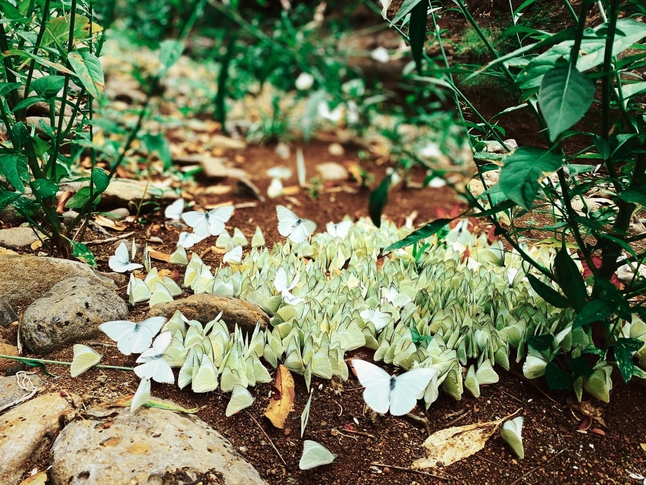 Du lich dip le anh 7