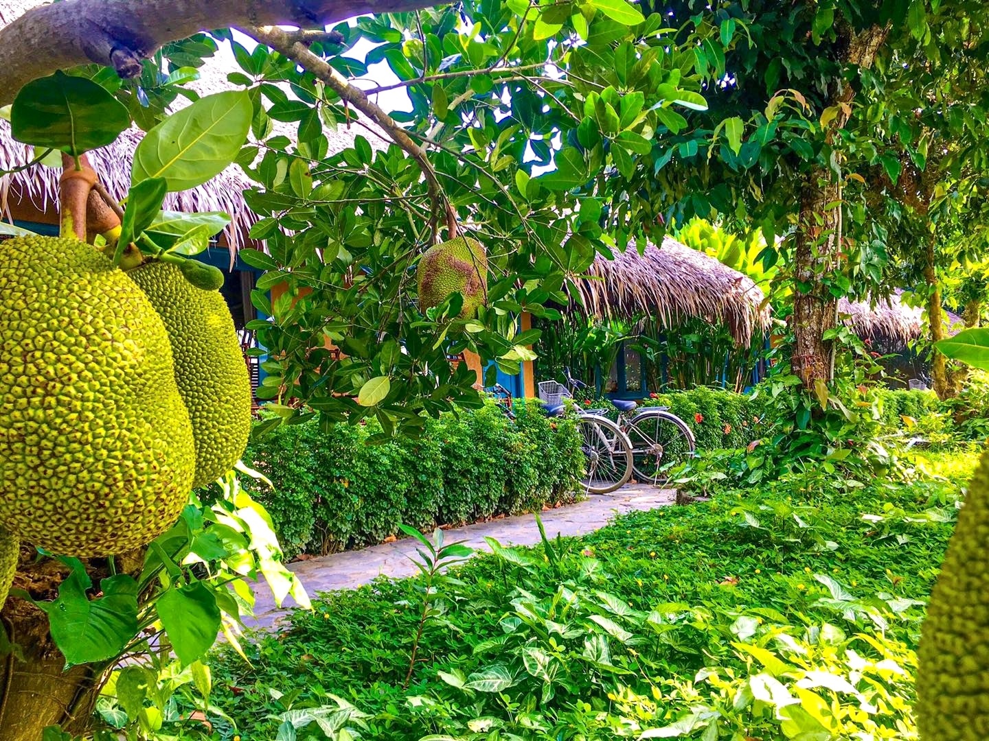 5 khu vuon trai cay gan TP.HCM dang trai nghiem mua he hinh anh