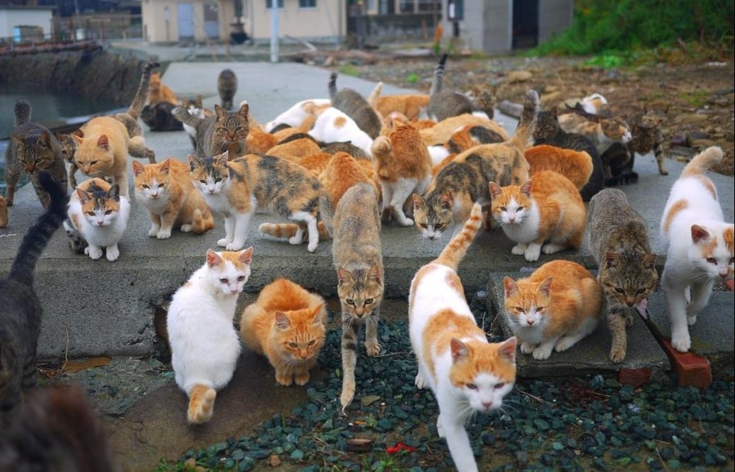 Dao meo chi co 6 nguoi song o Nhat Ban hinh anh