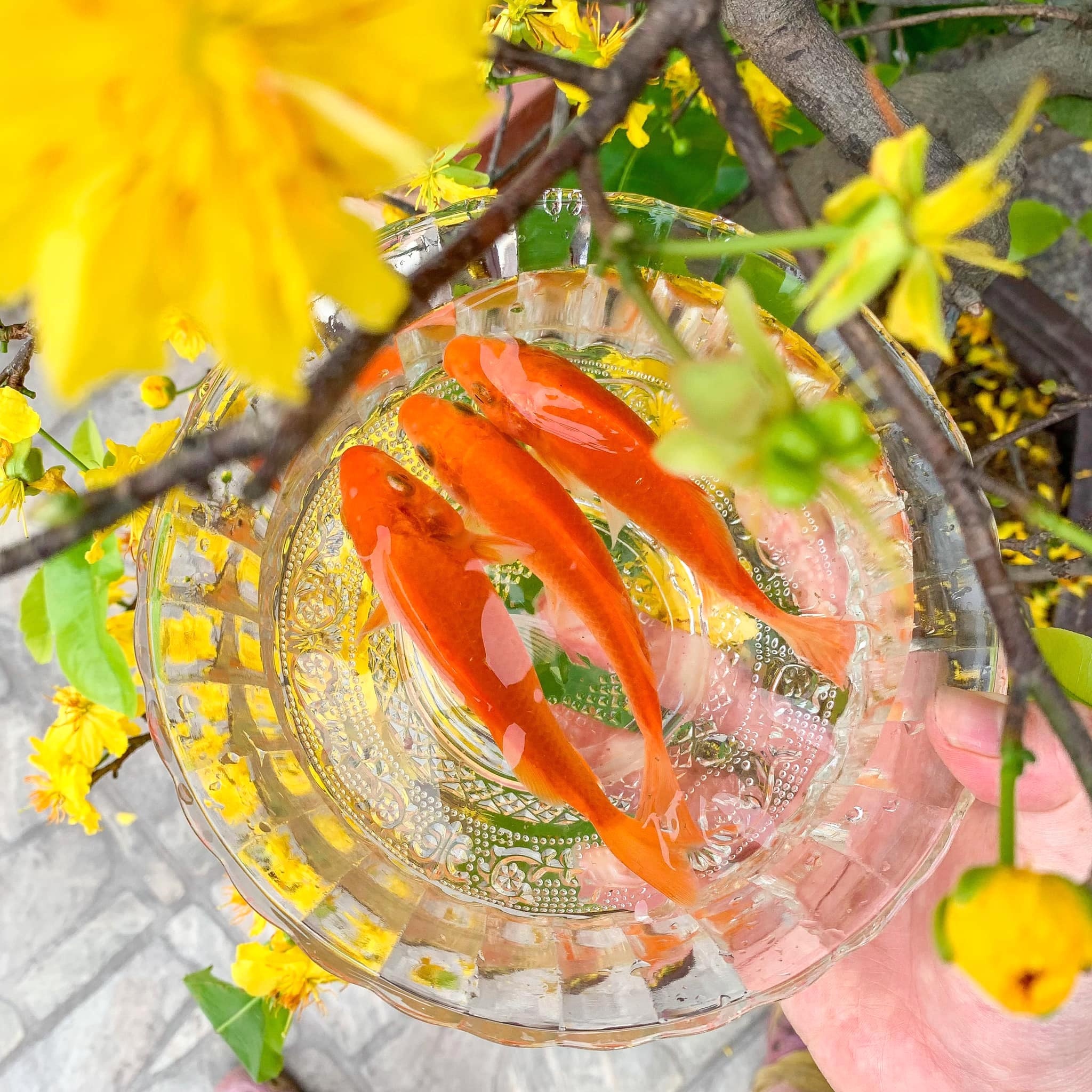 ong Cong ong Tao anh 3