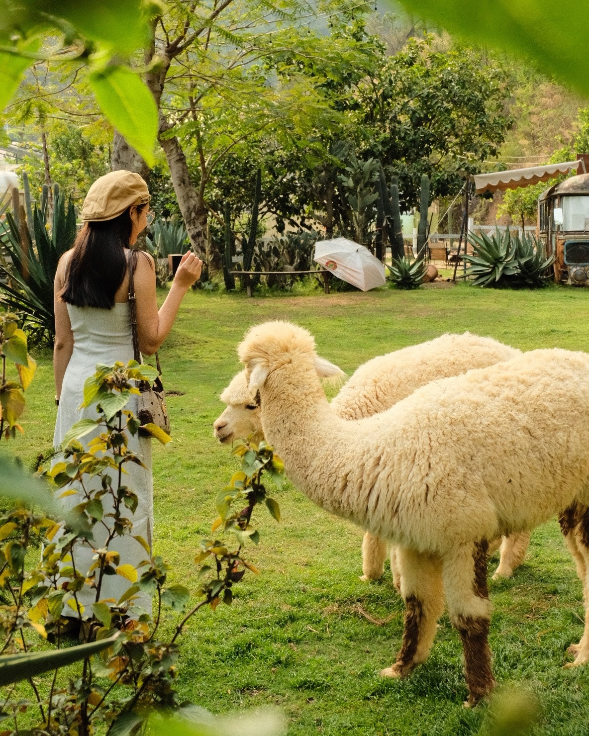 Du lịch Đà Lạt ảnh 7 Du lich Da Lat anh 7