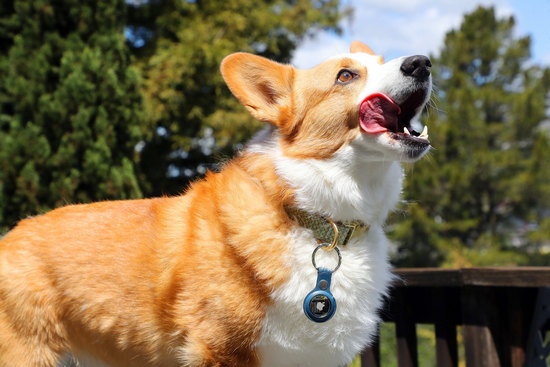 Hiem hoa khi dung AirTag de theo doi cho meo hinh anh