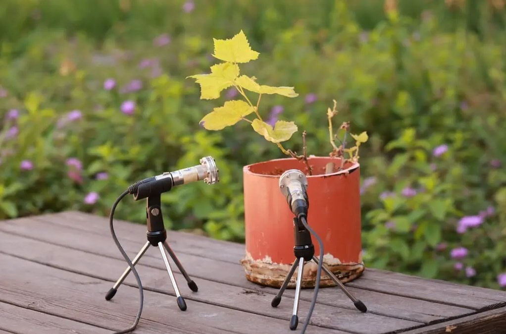 Cay cung biet noi chuyen? hinh anh