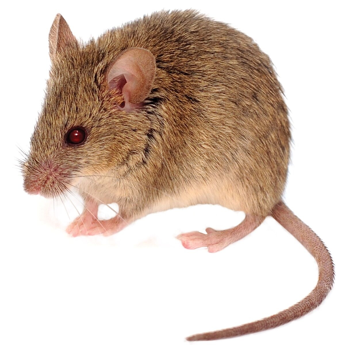 Song tho nhu chuot anh 5