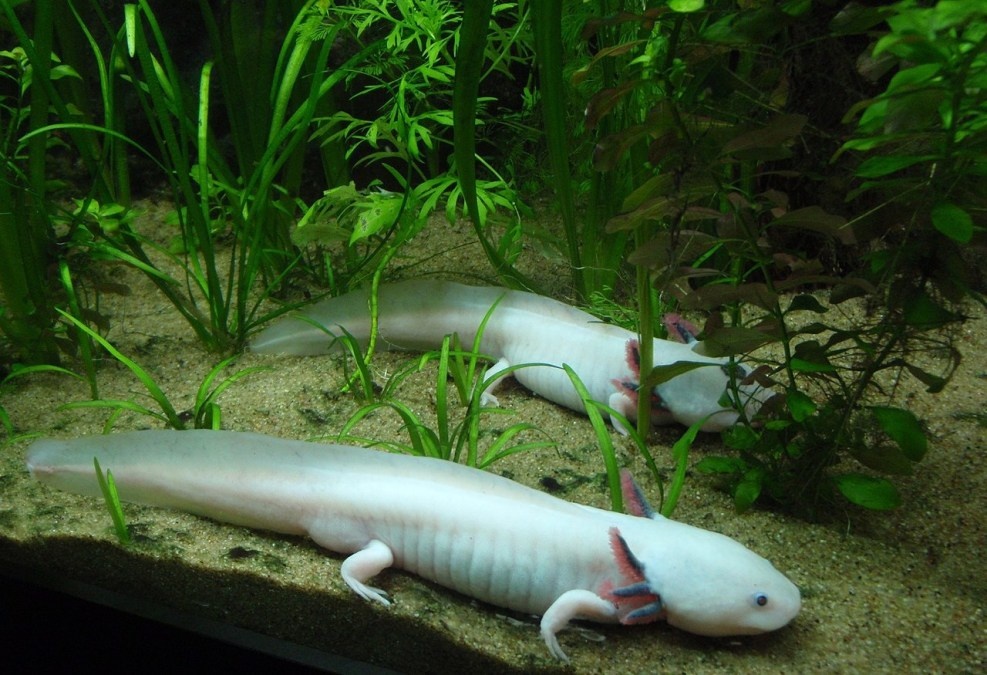 Axolotl anh 4