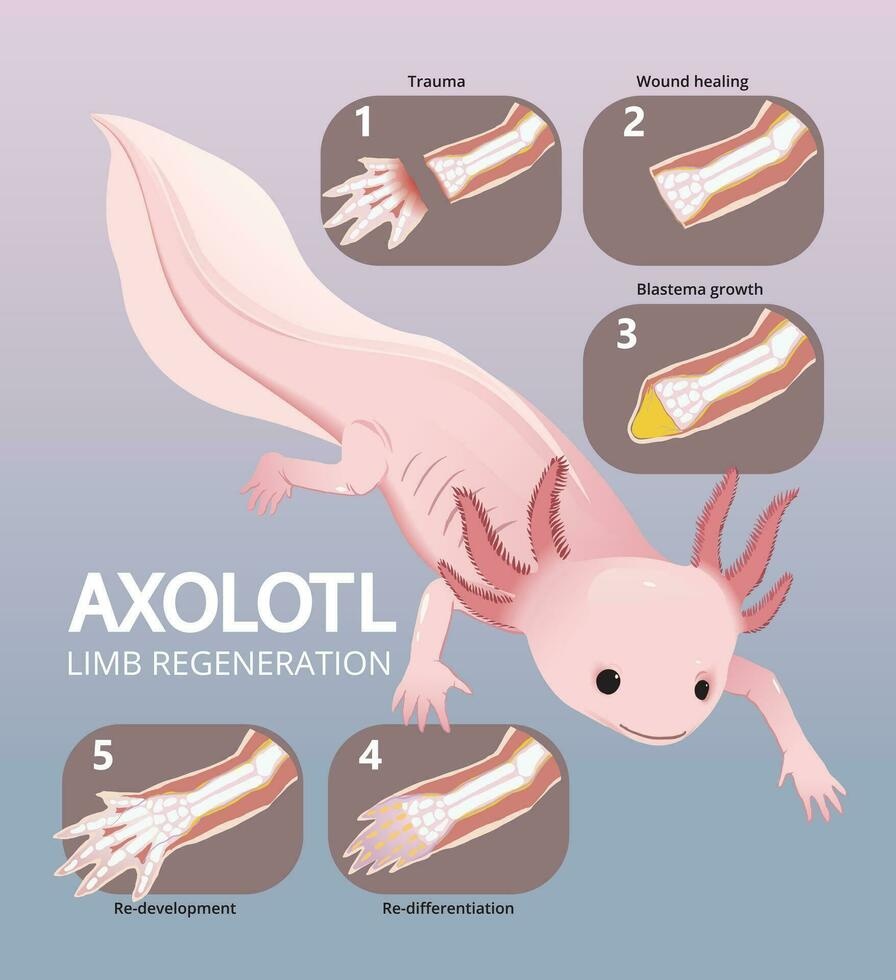 Axolotl anh 2