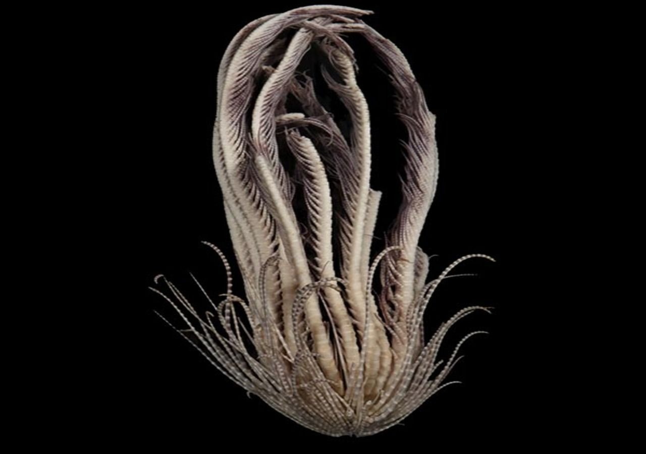 Loai sinh vat bien sau so huu ngoai hinh nhu quai vat trong ‘Alien’ hinh anh