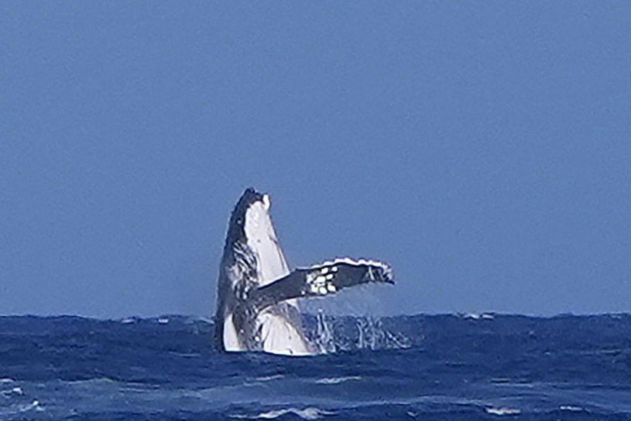 Doan clip ca voi ‘thi’ cung van dong vien Olympic gay sot hinh anh