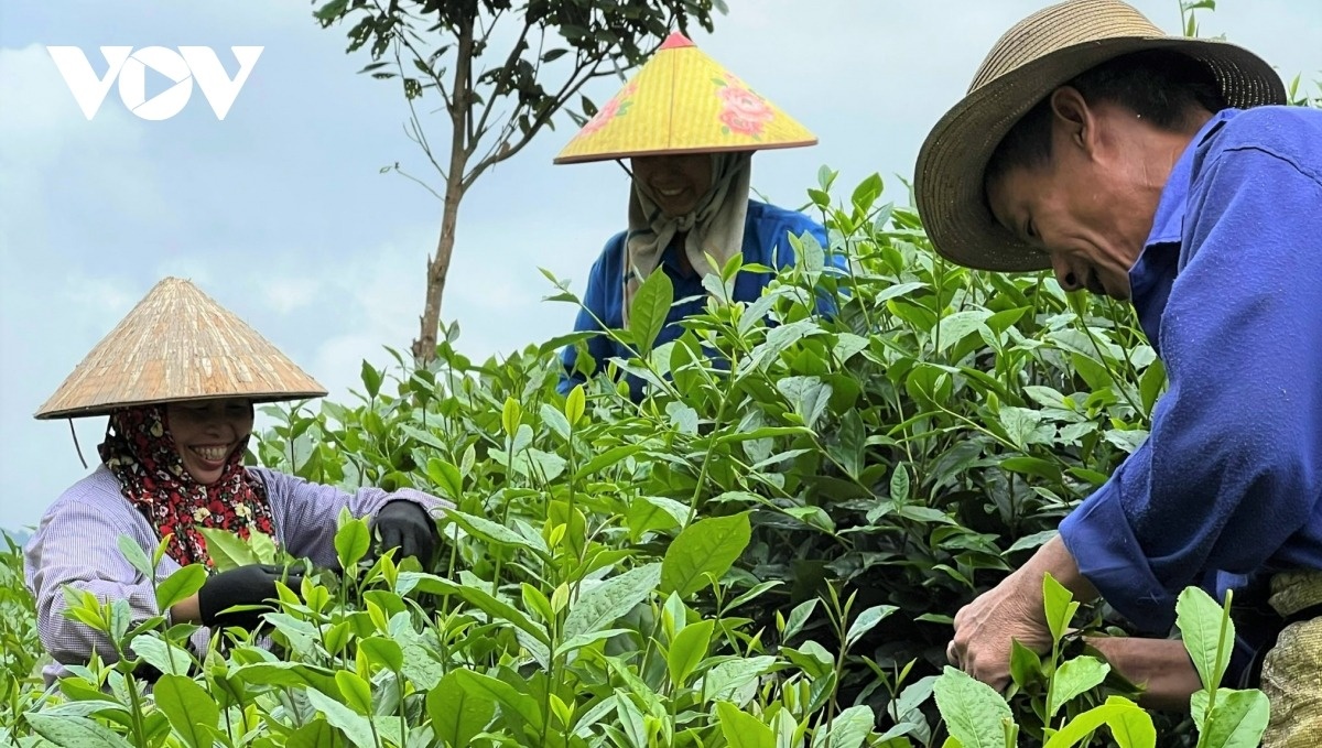 che xanh,  doi che anh 5