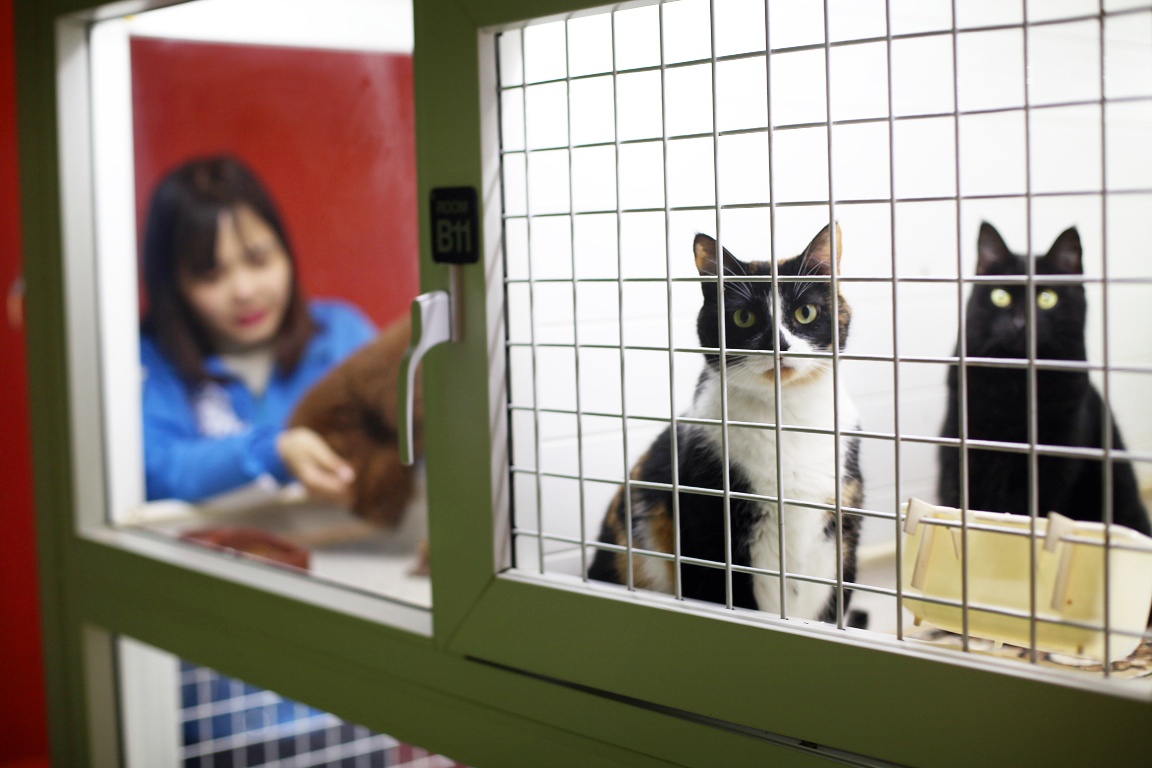 Mot trieu dong/ngay gui cho, meo o khach san VIP dip Tet hinh anh