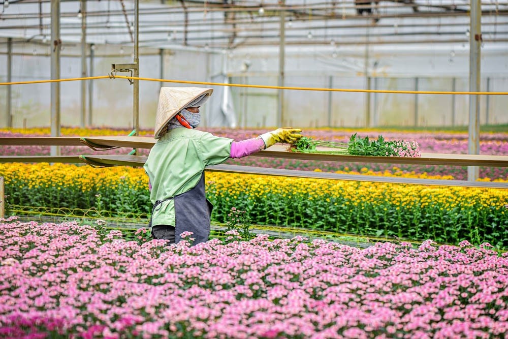 Chu chuoi ban hoa Dalat Hasfarm vua chot thuong vu hon 4.600 ty hinh anh