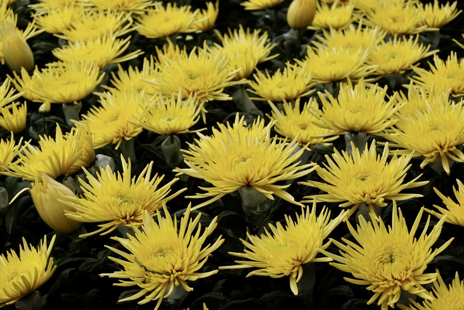 Gia hoa bat dau tang theo Tet hinh anh