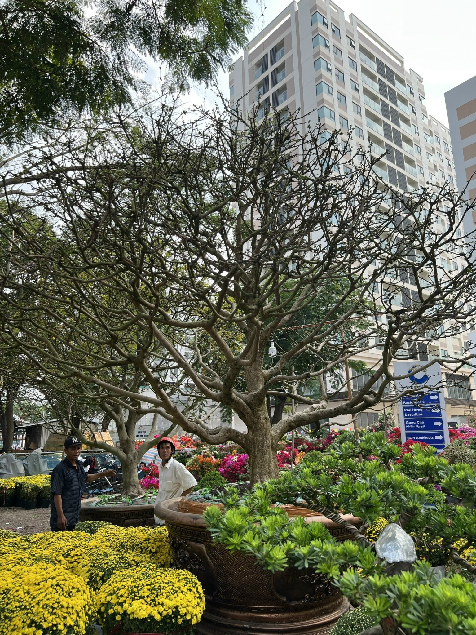 Vang khach mua mai Tet anh 1