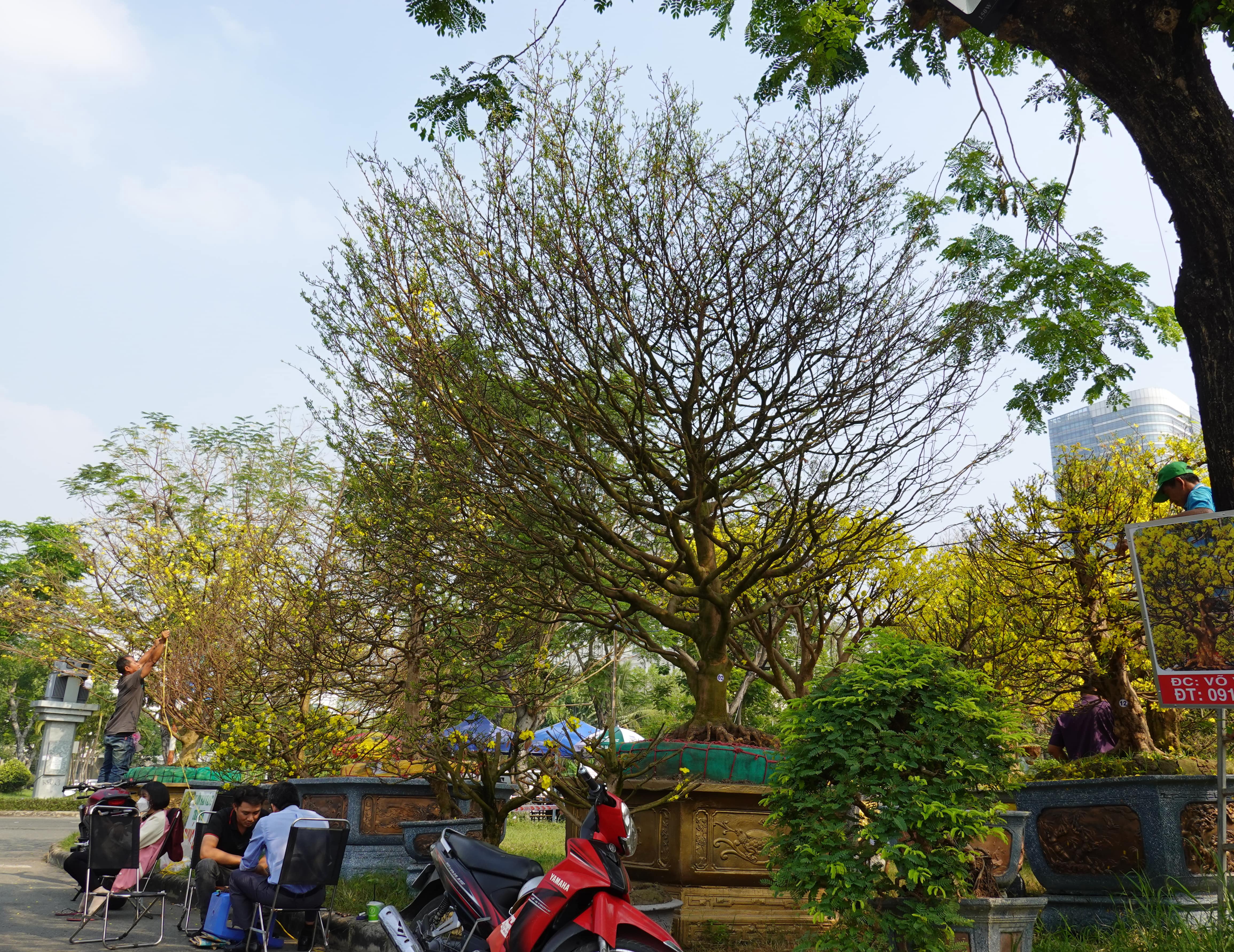 Cay 'lao' mai gia 4 ty, chau tung ta tram trieu dong o cho hoa xuan hinh anh