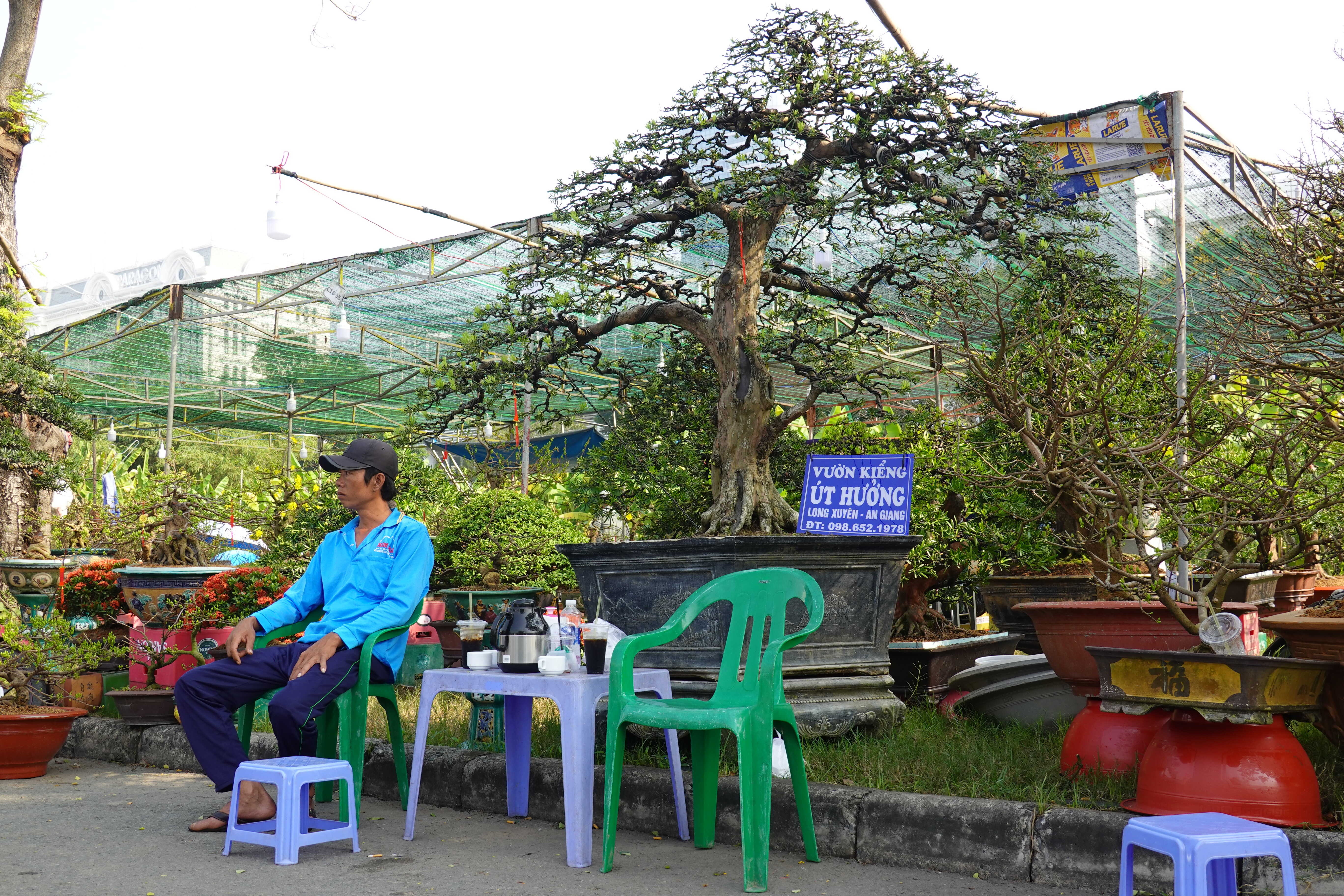 hoa Tet vang khach anh 1