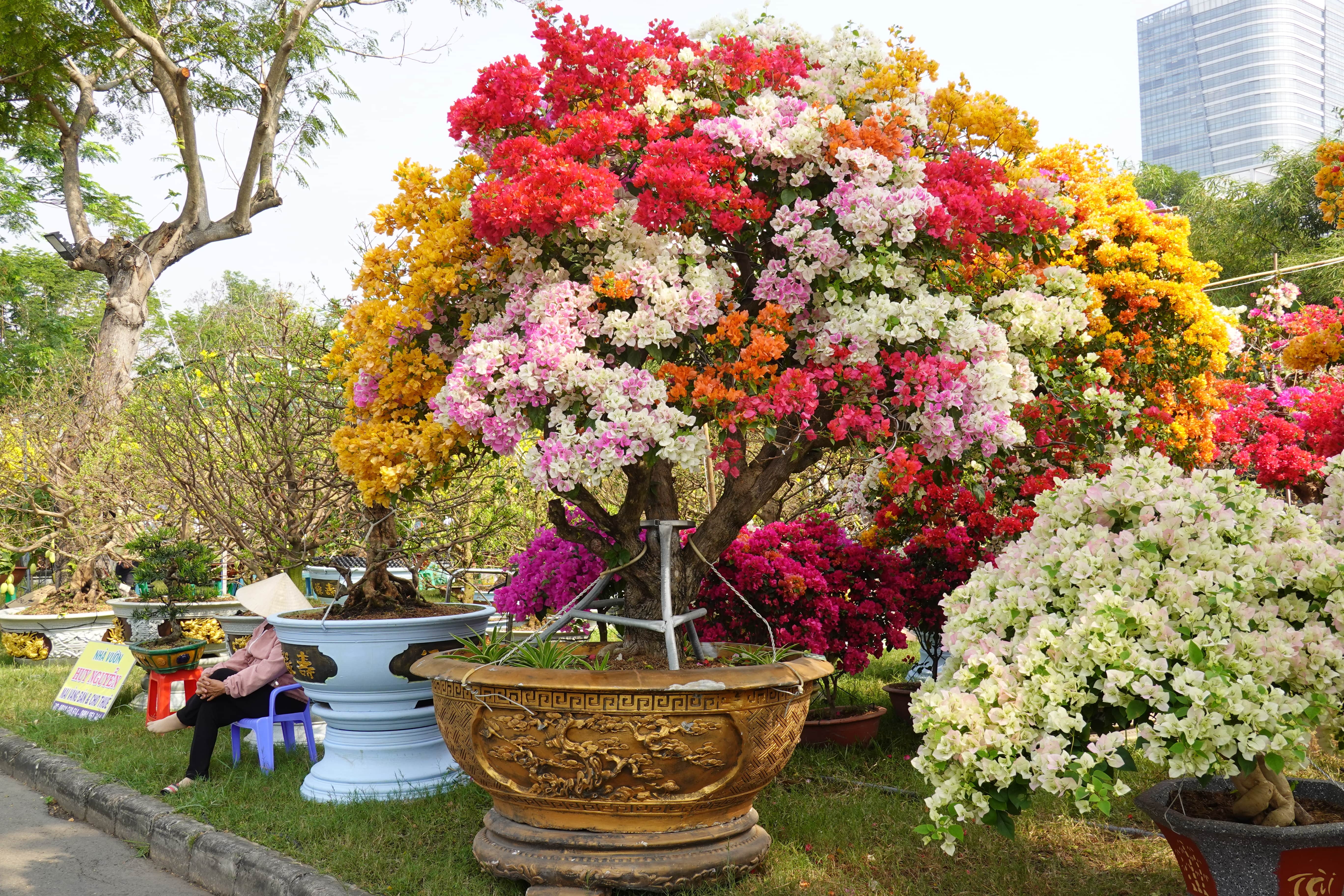 hoa Tet vang khach anh 3