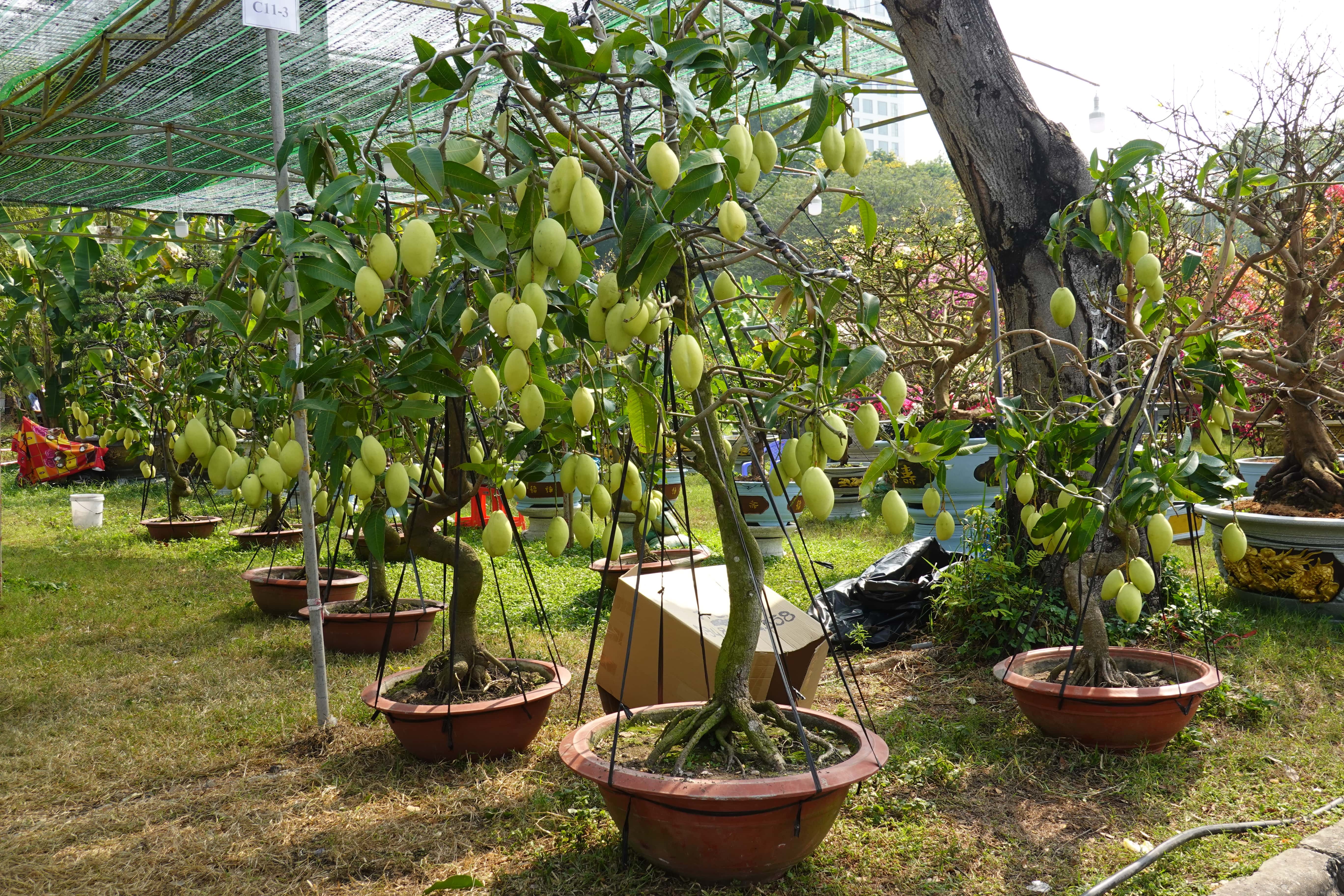 hoa Tet vang khach anh 4