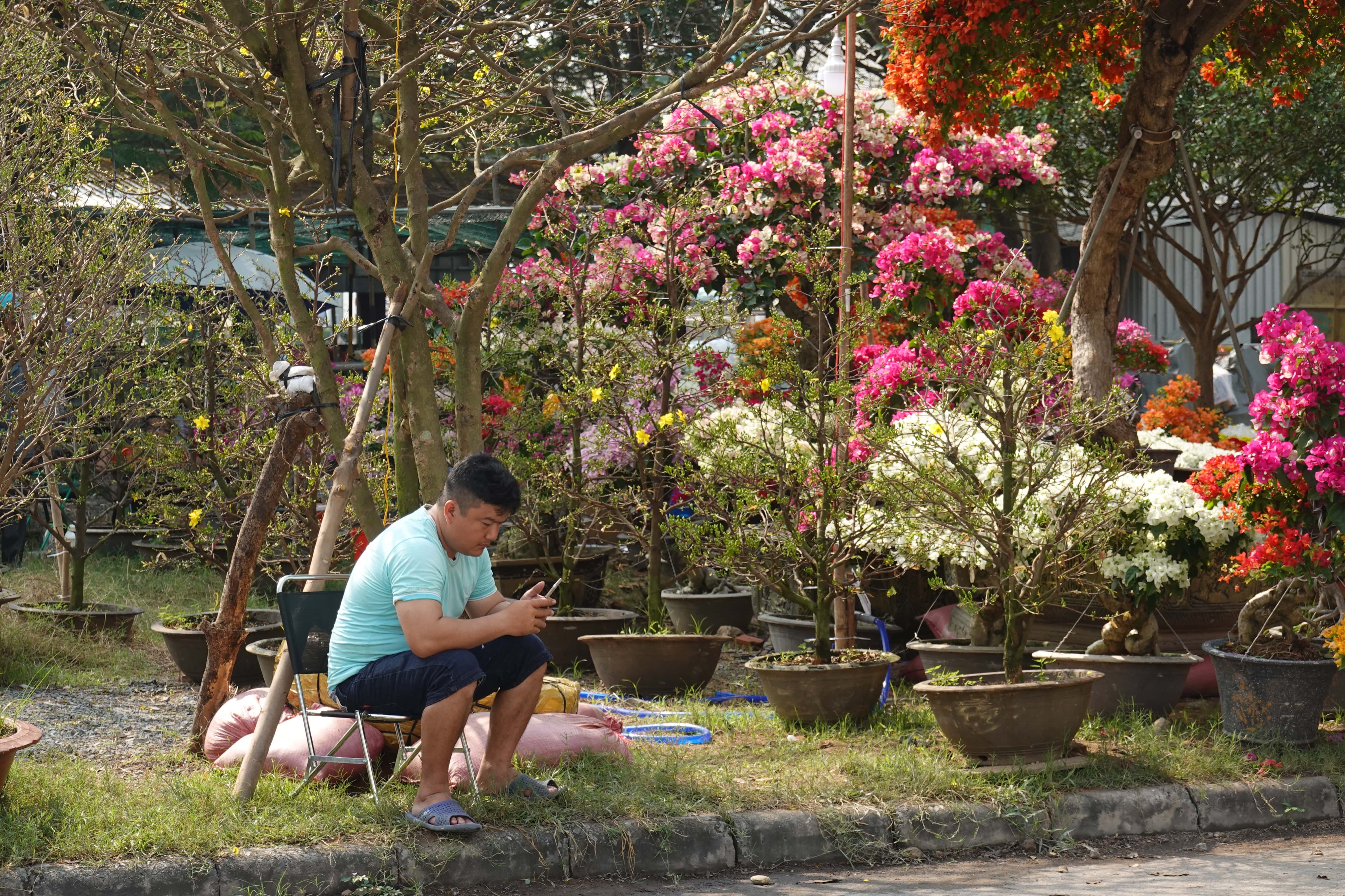 hoa Tet vang khach anh 6