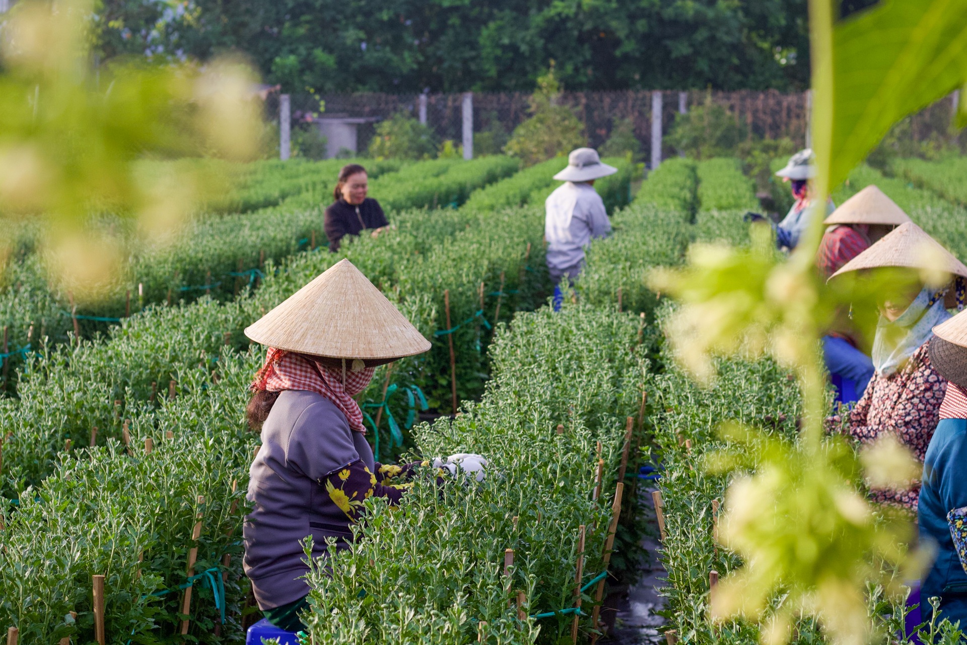 hoa chung tet,  tet nguyen dan,  tet giap thin anh 2